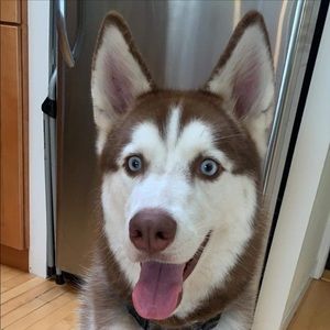 Meet your Posher, Josh